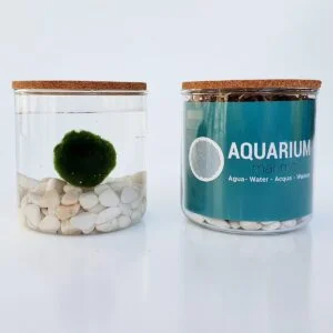 Aquarium Bolas Marimo