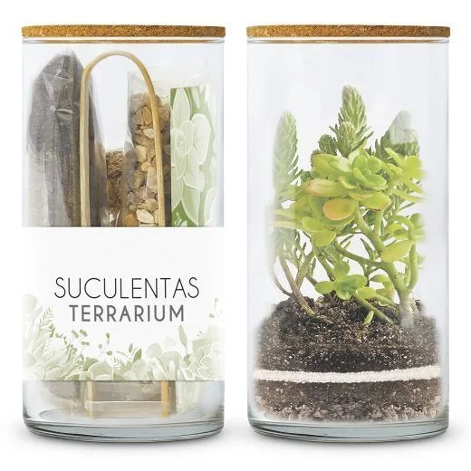 Kit Terrario Suculentas